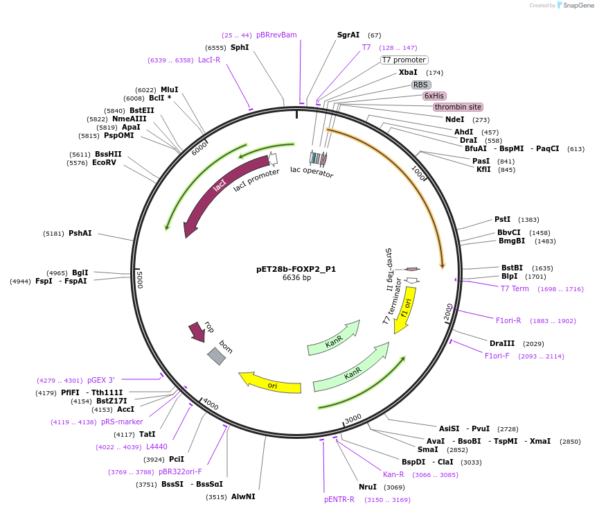 122645-plasmid-map-sequence-id-238903