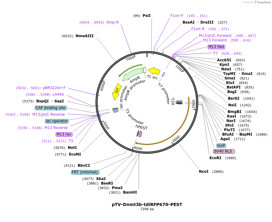 122364-plasmid-map-sequence-id-238904
