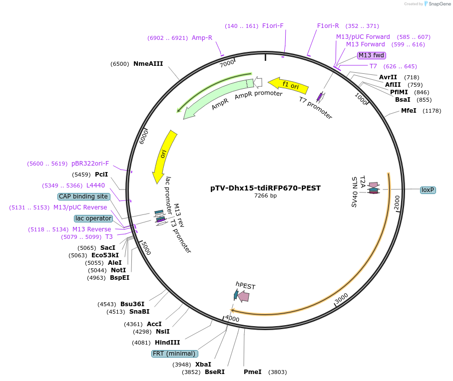 122365-plasmid-map-sequence-id-238906