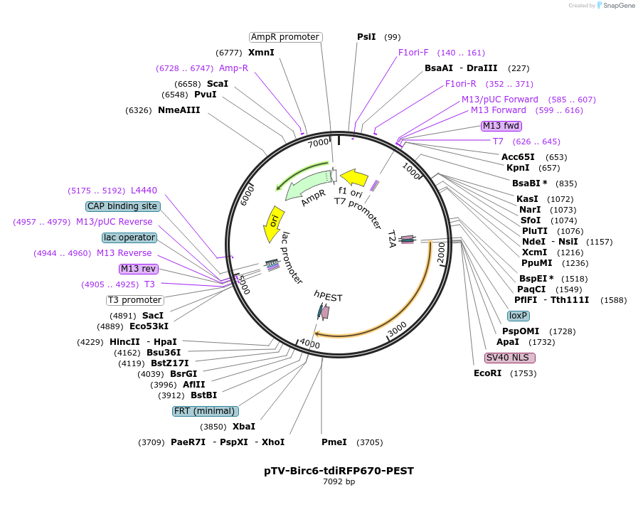 122366-plasmid-map-sequence-id-238910