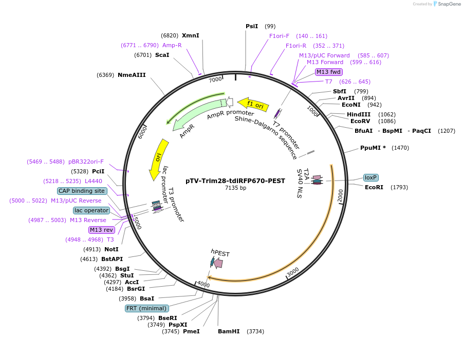 122367-plasmid-map-sequence-id-238911