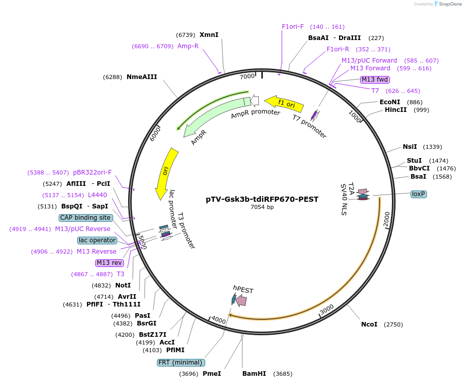 122368-plasmid-map-sequence-id-238912