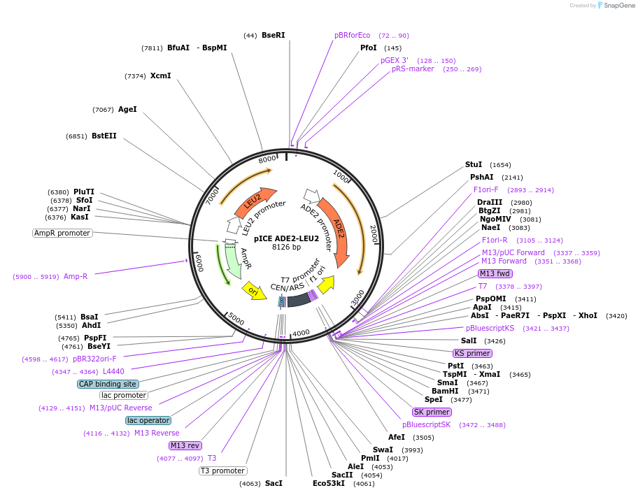 122884-plasmid-map-sequence-id-238922