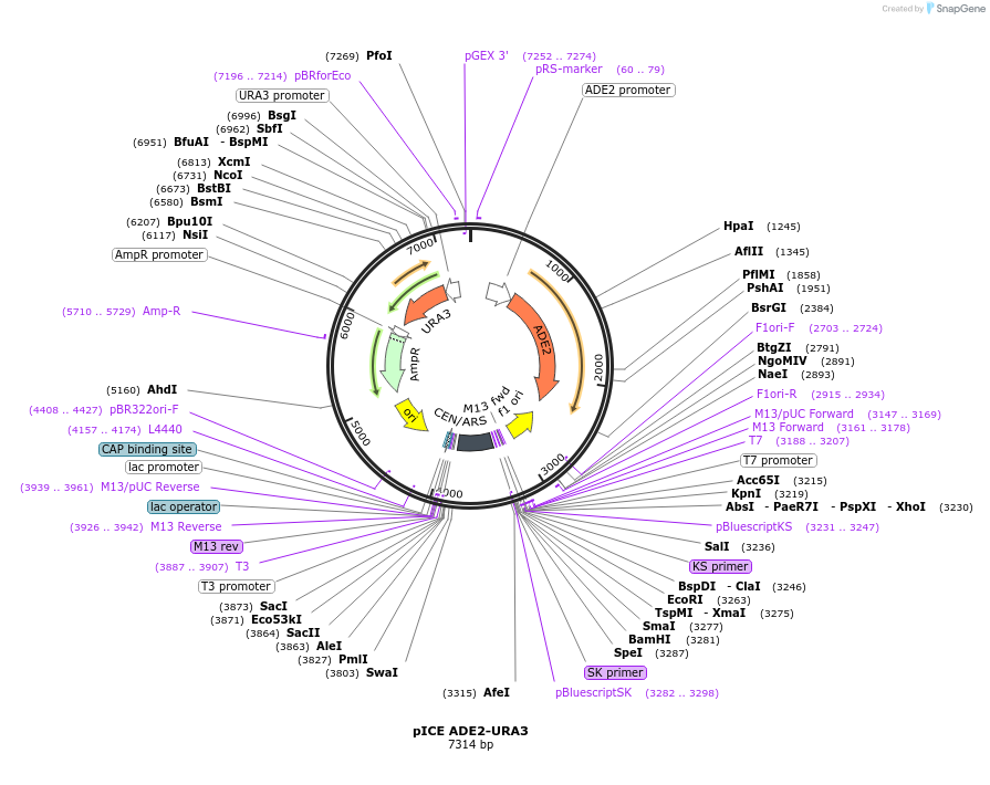 122886-plasmid-map-sequence-id-238924
