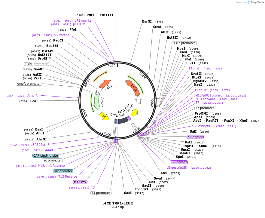 122892-plasmid-map-sequence-id-238928