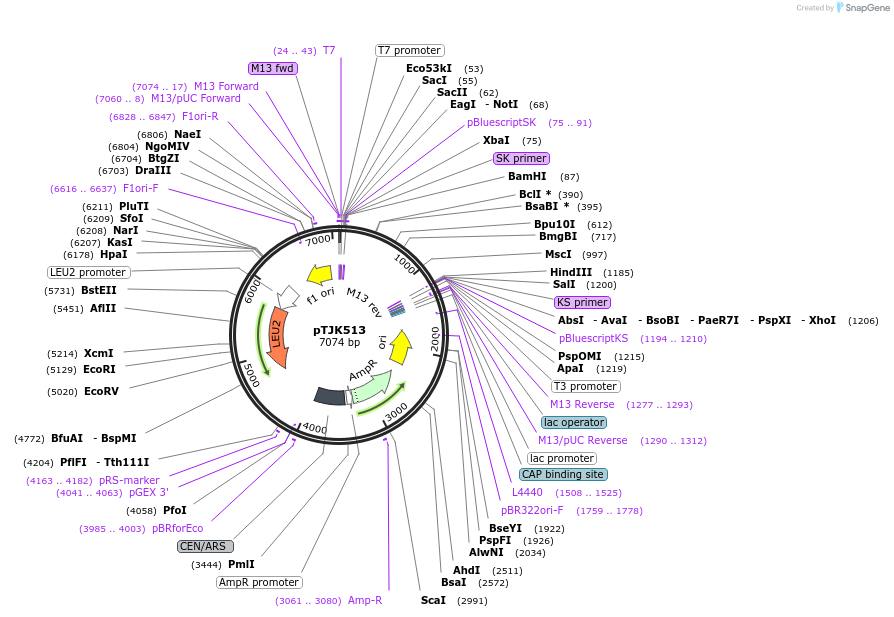 121470-plasmid-map-sequence-id-238933