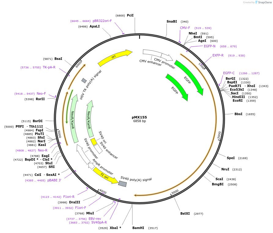 29481-plasmid-map-sequence-id-238935