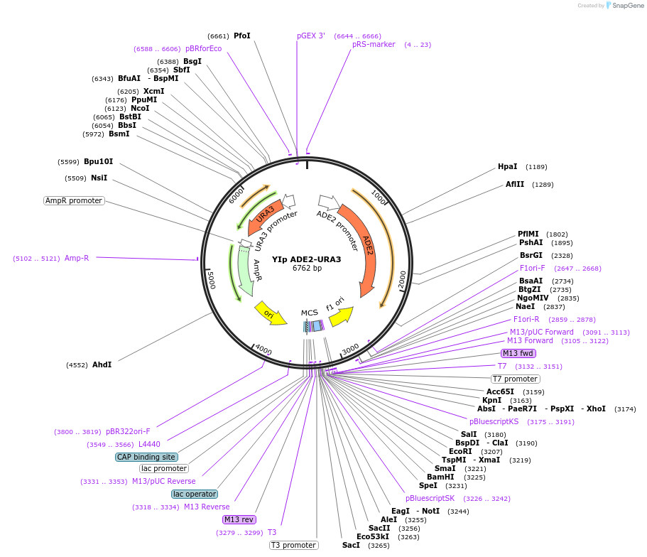 122907-plasmid-map-sequence-id-238939