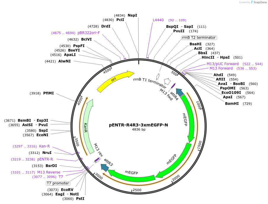 113748-plasmid-map-sequence-id-238958