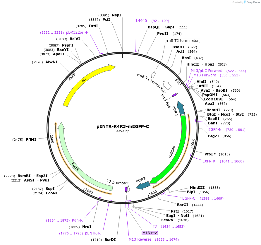 113749-plasmid-map-sequence-id-238959