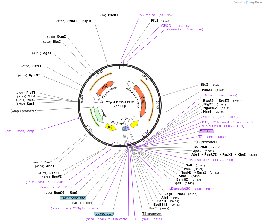 122905-plasmid-map-sequence-id-238962