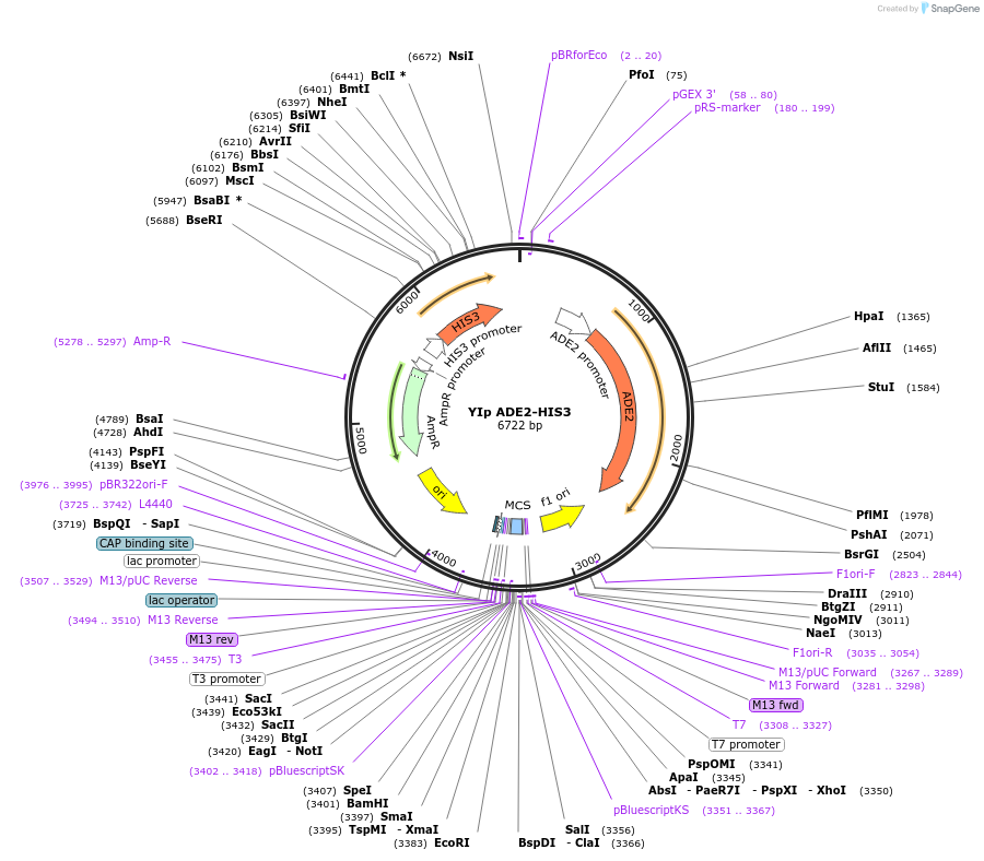 122904-plasmid-map-sequence-id-238967