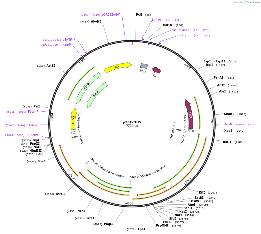 122019-plasmid-map-sequence-id-238972