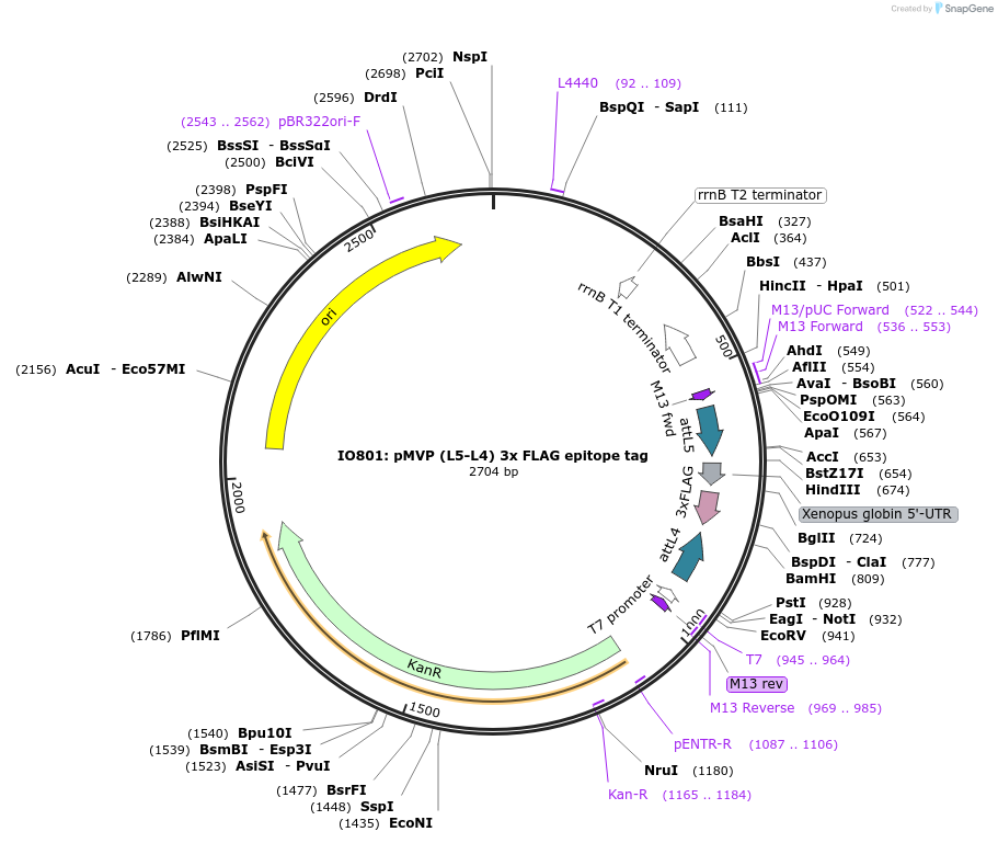 121702-plasmid-map-sequence-id-239011