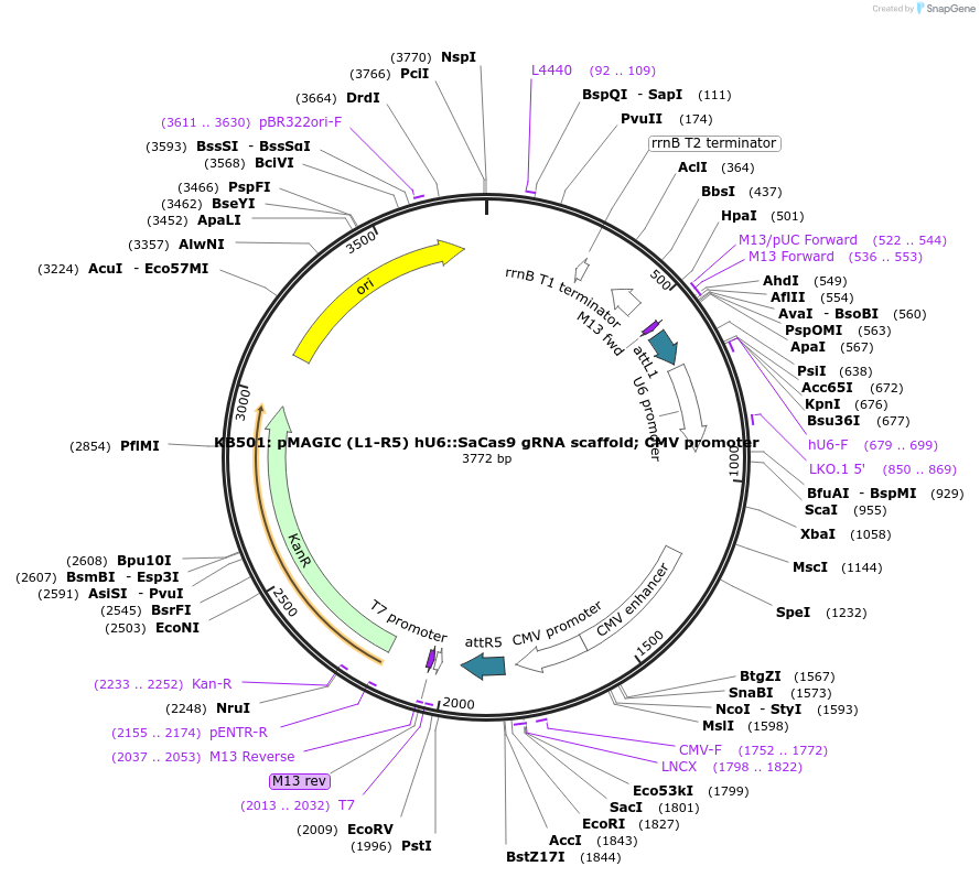 121813-plasmid-map-sequence-id-239026