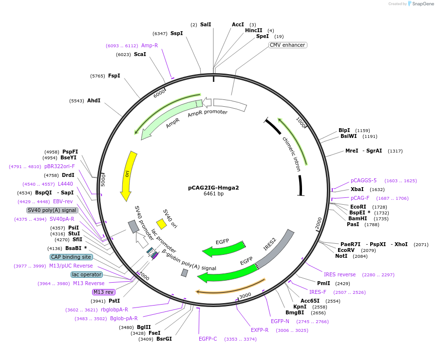 122294-plasmid-map-sequence-id-239069