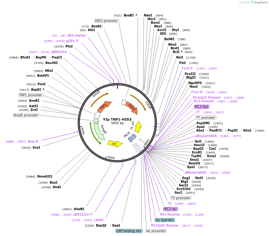 122912-plasmid-map-sequence-id-239074