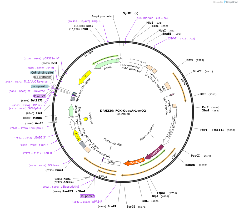 51629-plasmid-map-sequence-id-239084