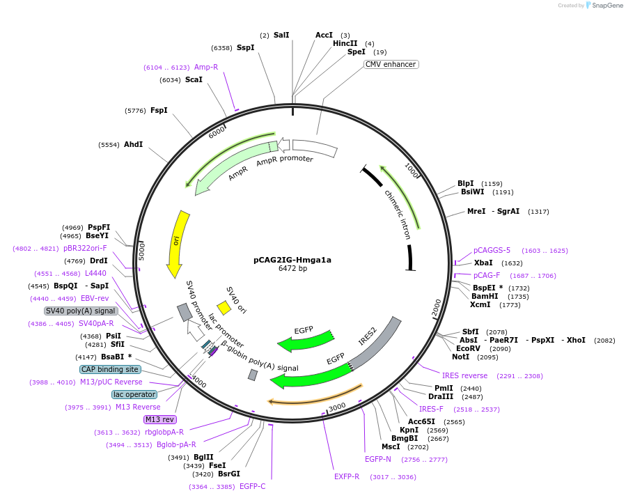 122293-plasmid-map-sequence-id-239088