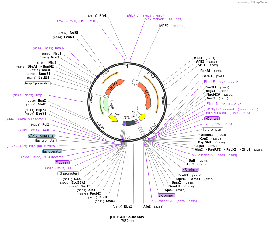 122896-plasmid-map-sequence-id-239159