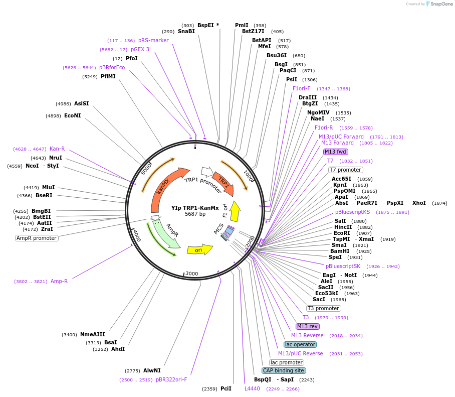 122923-plasmid-map-sequence-id-239162