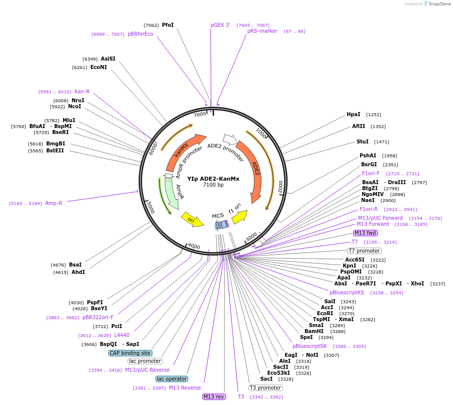 122917-plasmid-map-sequence-id-239163
