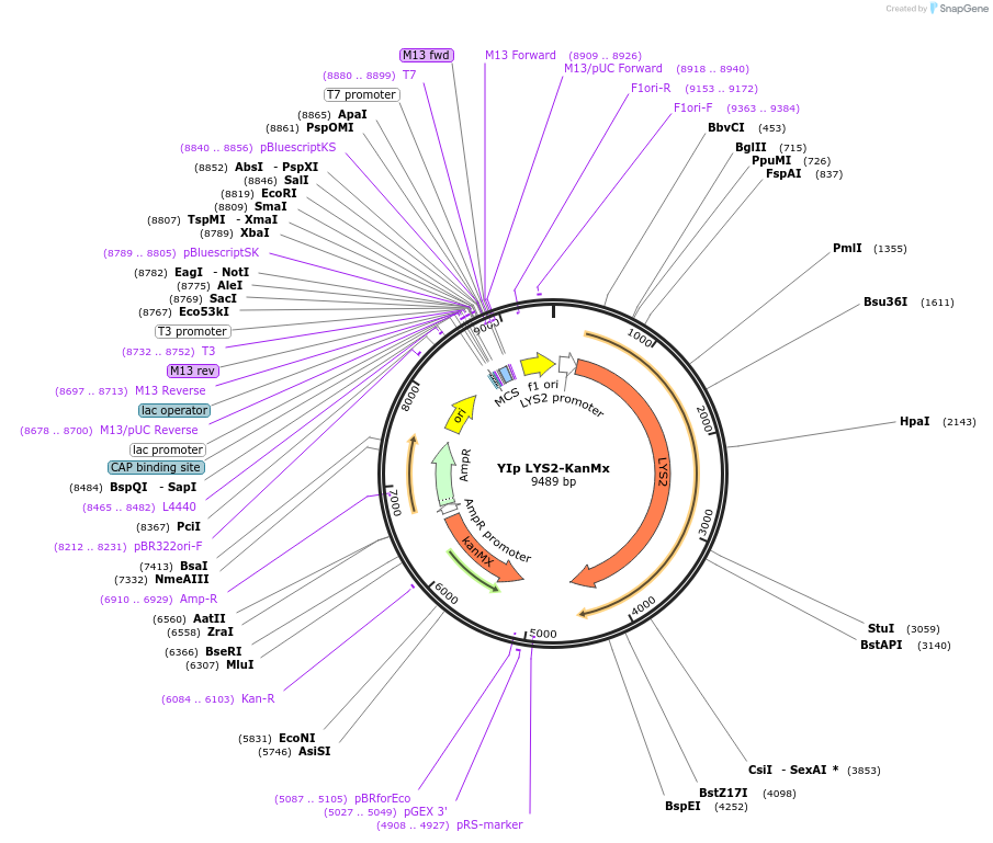 122920-plasmid-map-sequence-id-239166