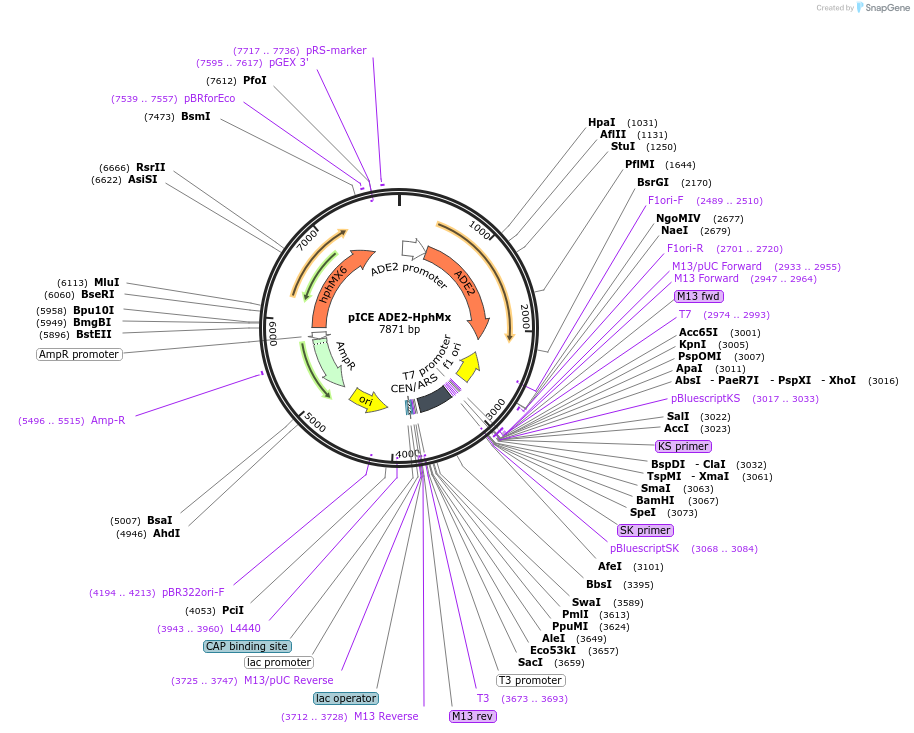122895-plasmid-map-sequence-id-239167