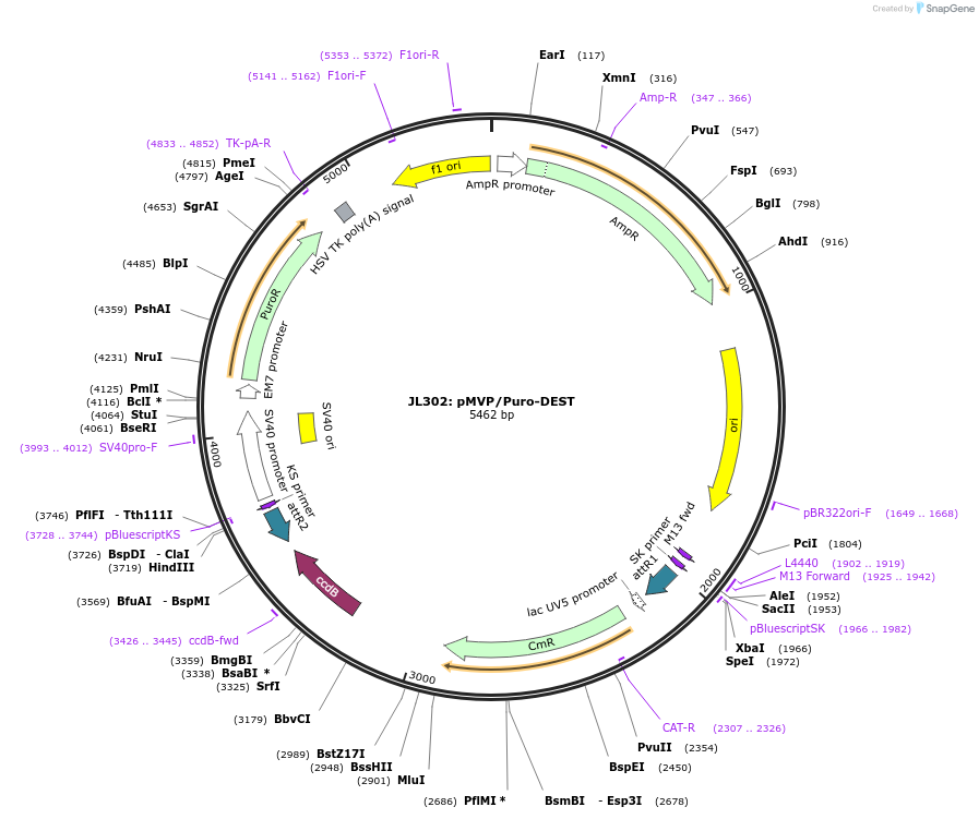 121856-plasmid-map-sequence-id-239170