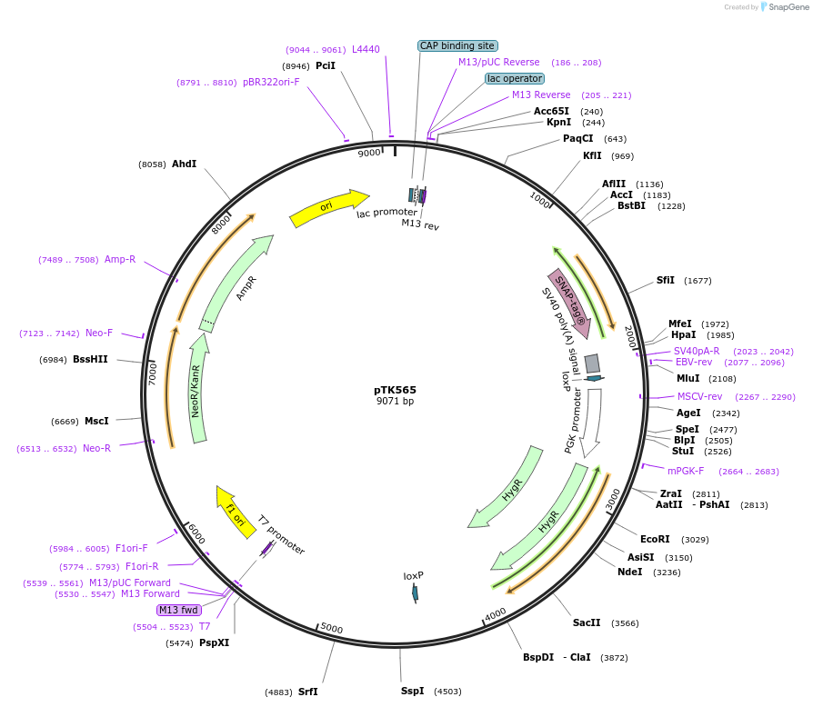 114690-plasmid-map-sequence-id-239179