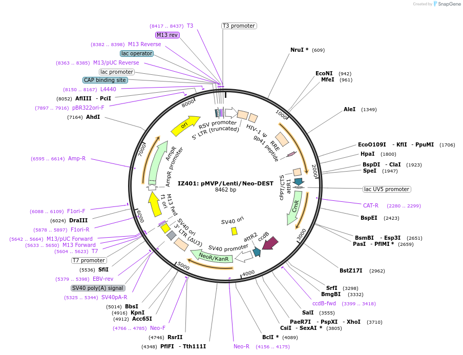 121850-plasmid-map-sequence-id-239181
