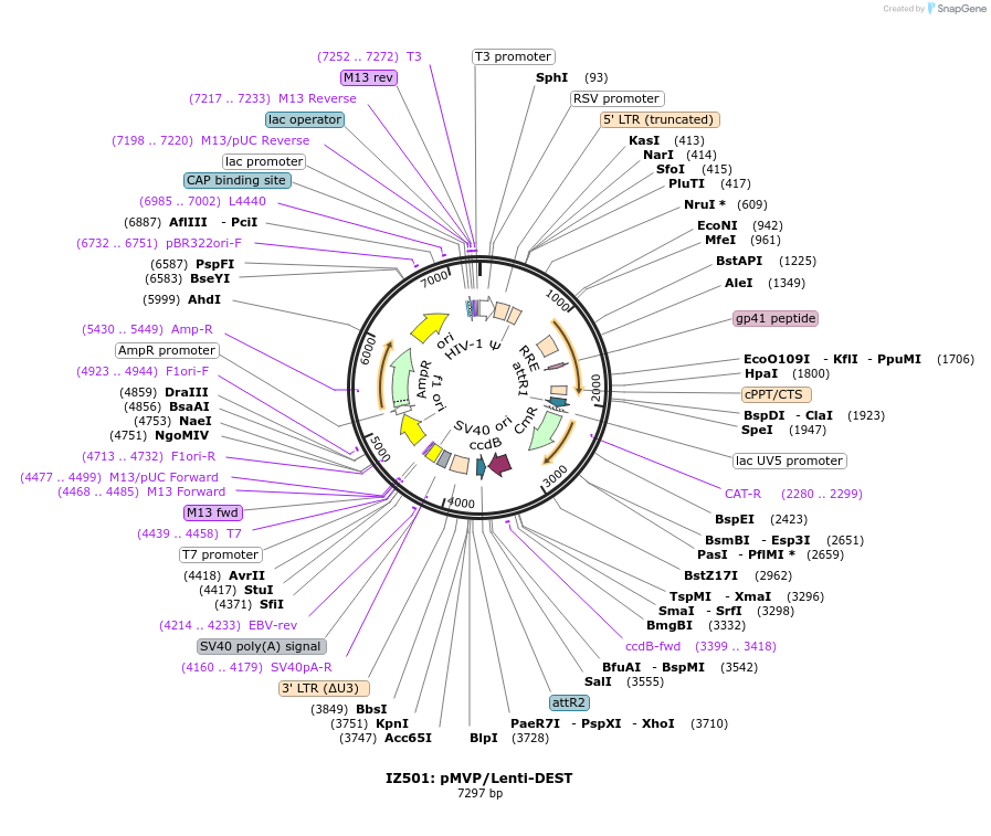 121848-plasmid-map-sequence-id-239183
