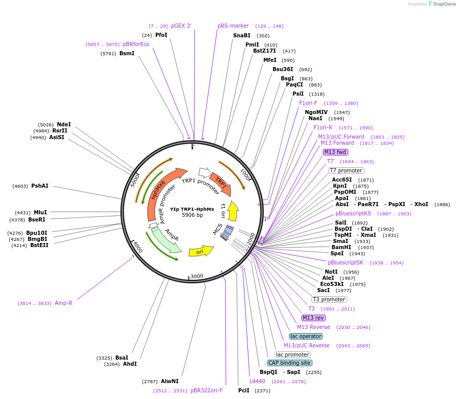 122922-plasmid-map-sequence-id-239184