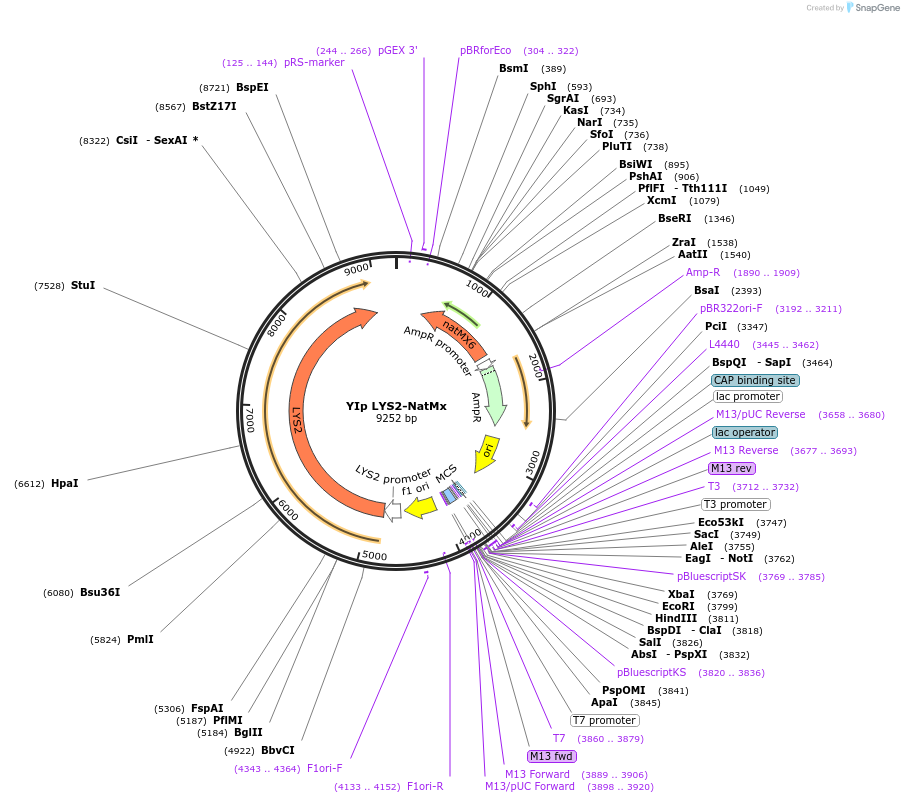 122921-plasmid-map-sequence-id-239187