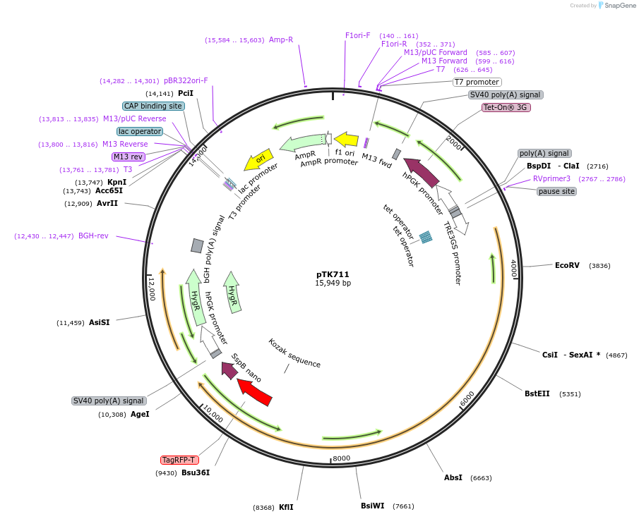 114708-plasmid-map-sequence-id-239190