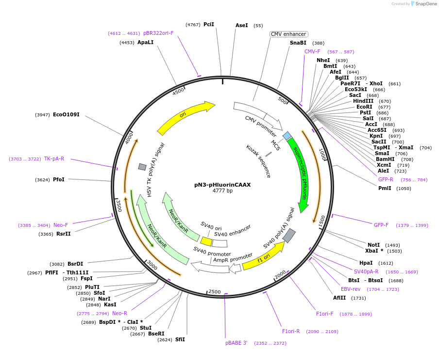 123313-plasmid-map-sequence-id-239204