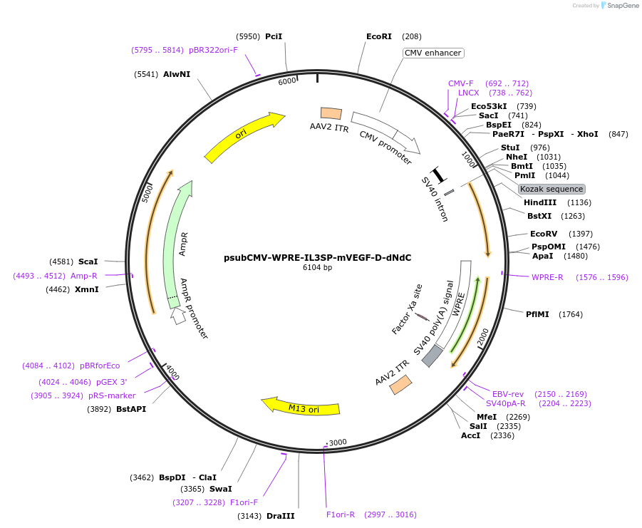 119229-plasmid-map-sequence-id-239316