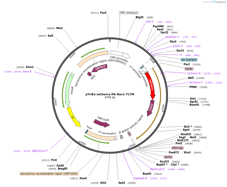 22029-plasmid-map-sequence-id-239317