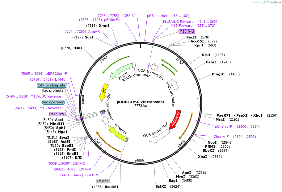124247-plasmid-map-sequence-id-239326