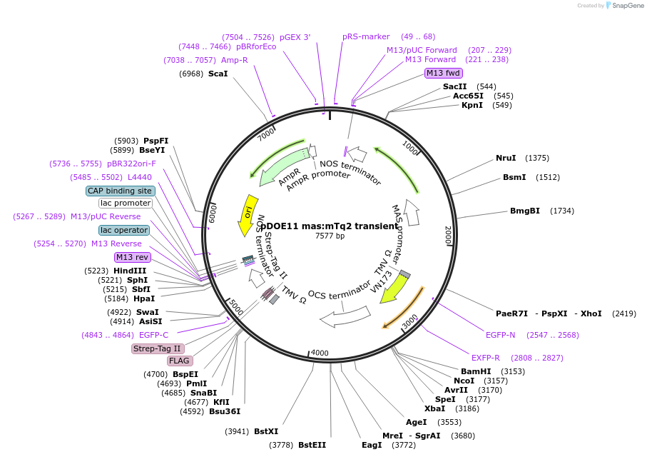124248-plasmid-map-sequence-id-239330