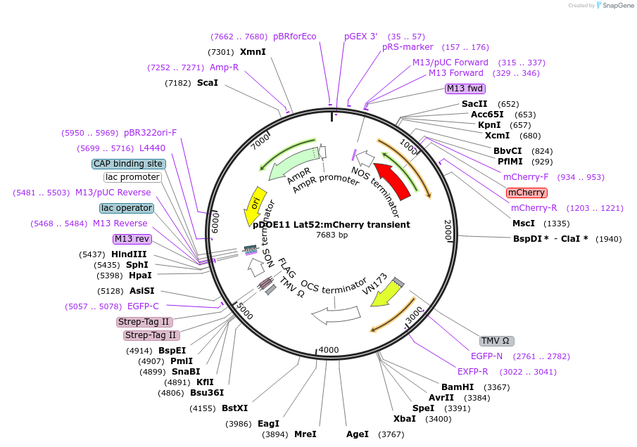 124249-plasmid-map-sequence-id-239337