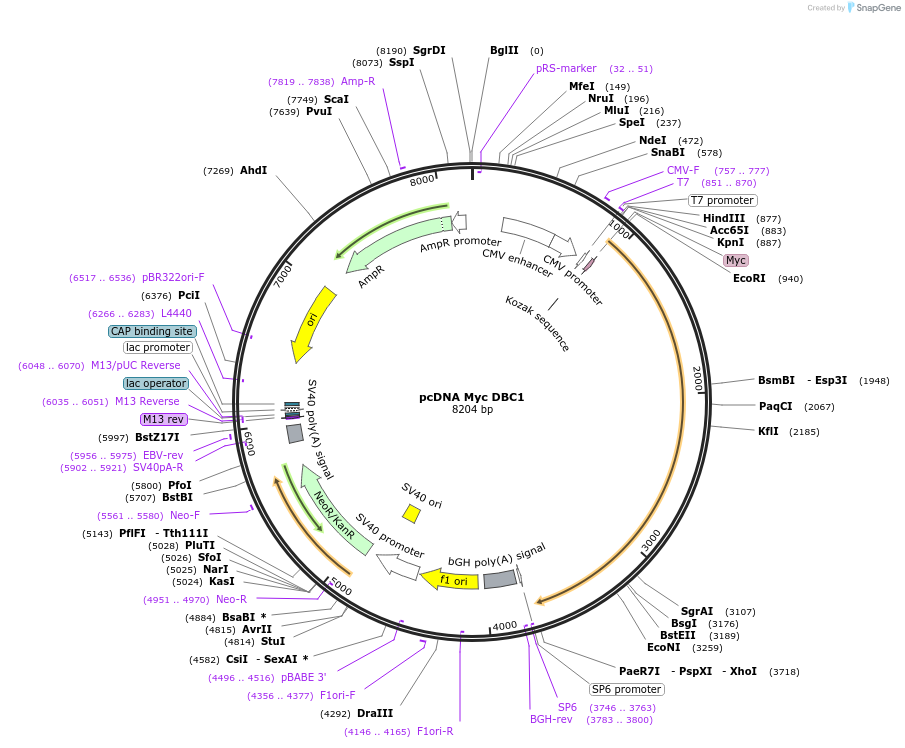 35096-plasmid-map-sequence-id-239338