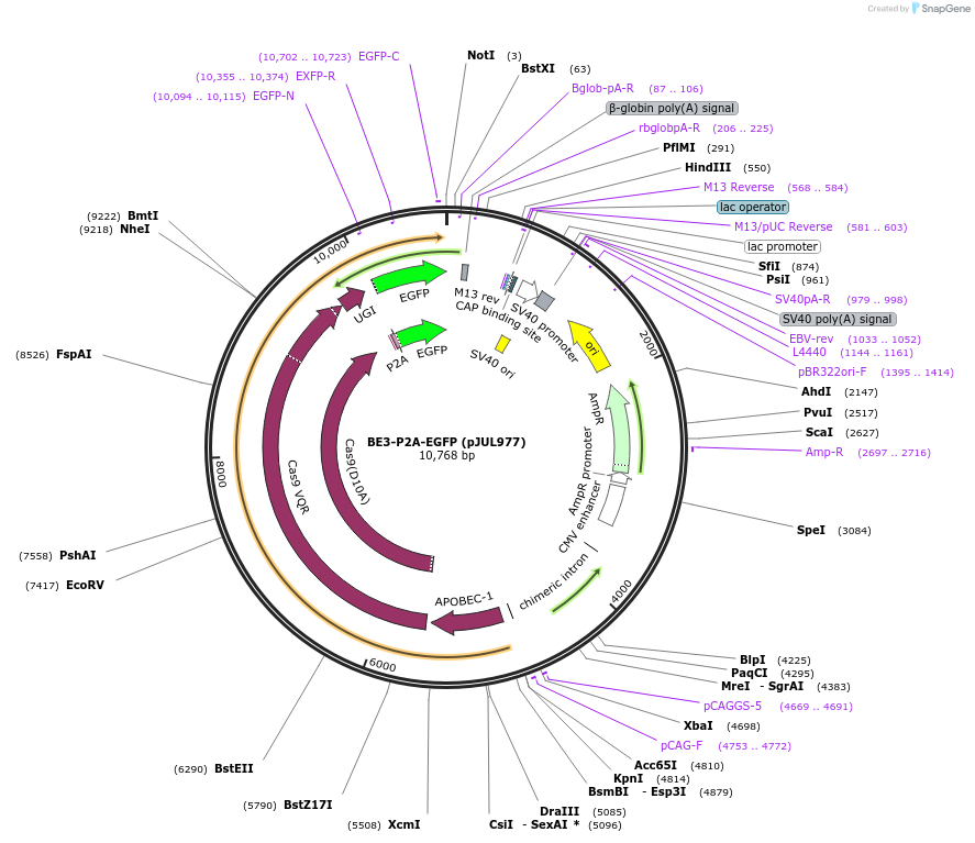 123612-plasmid-map-sequence-id-239340
