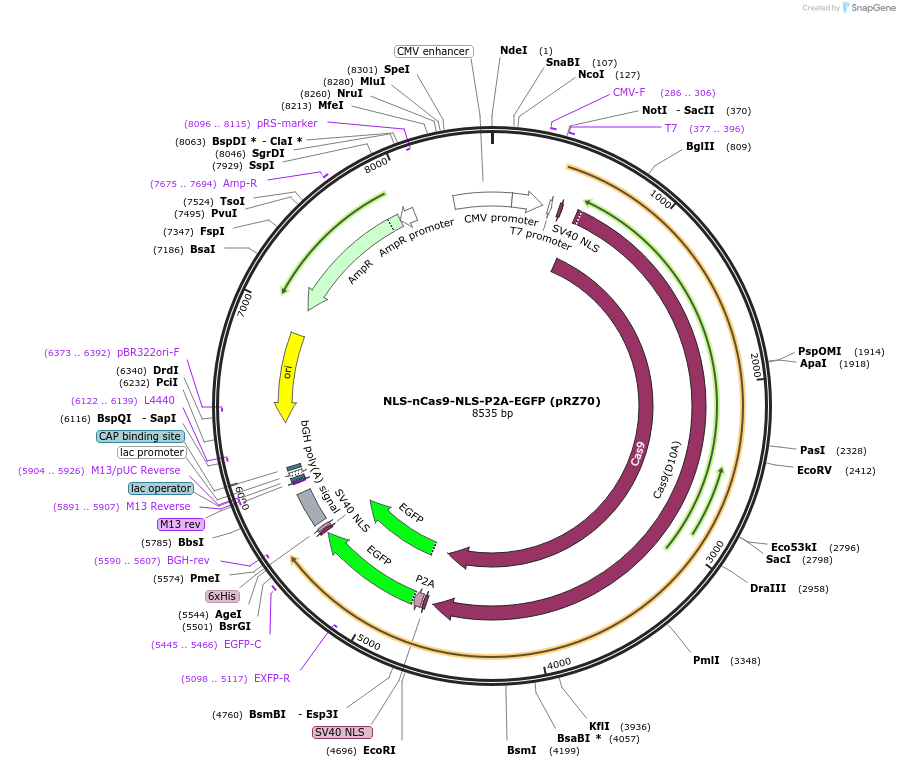123616-plasmid-map-sequence-id-239344