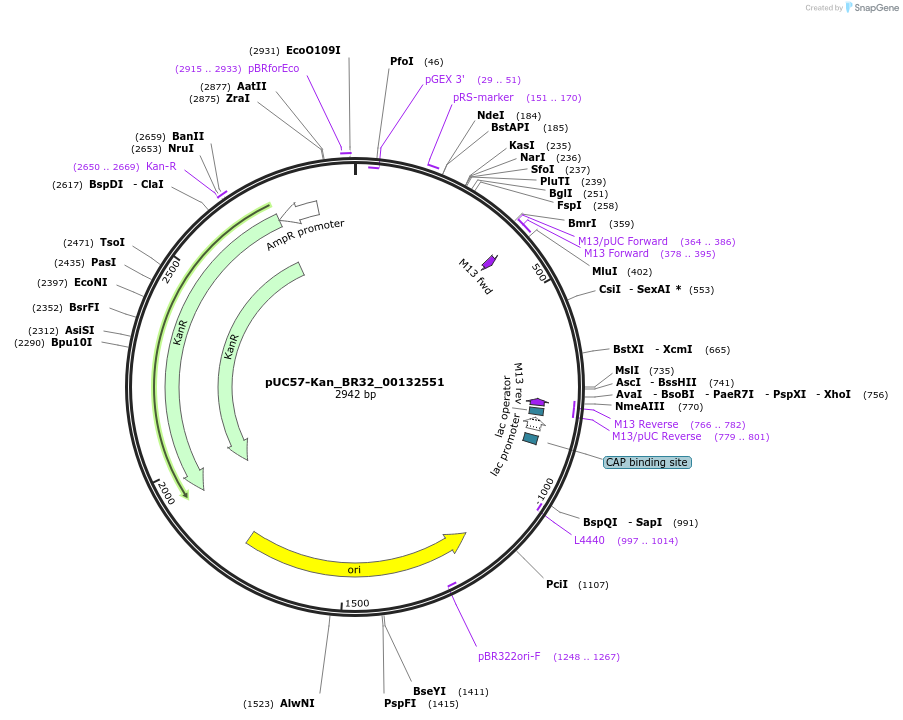 121256-plasmid-map-sequence-id-239352