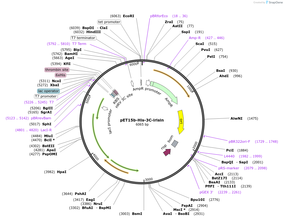 122612-plasmid-map-sequence-id-239357