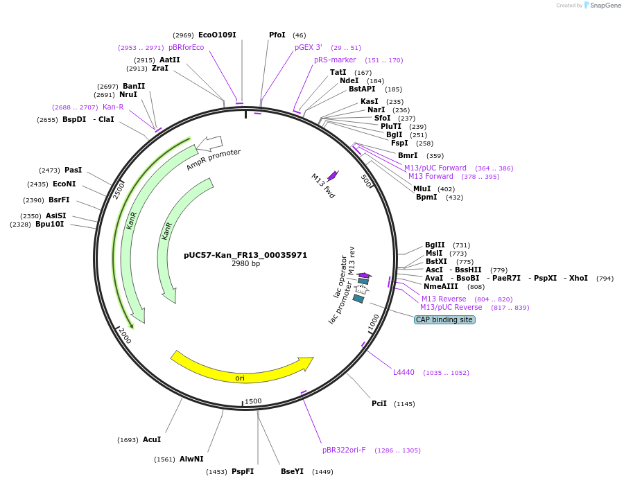 121297-plasmid-map-sequence-id-239360