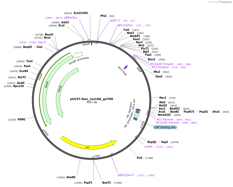 121363-plasmid-map-sequence-id-239362