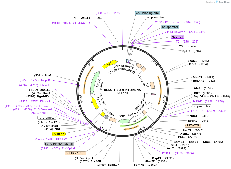 123306-plasmid-map-sequence-id-239364