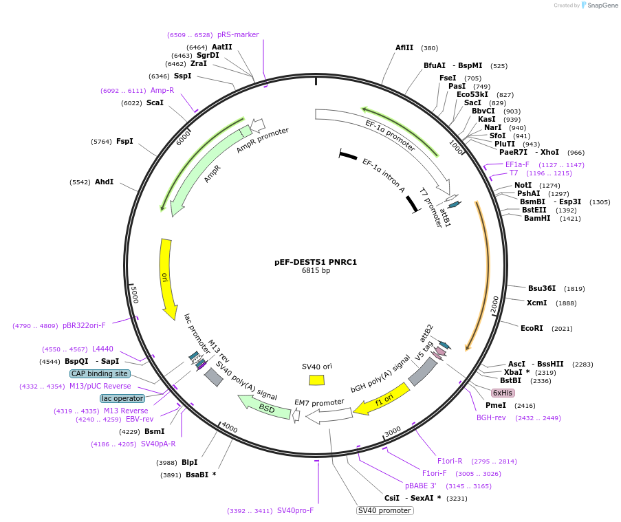 123293-plasmid-map-sequence-id-239366